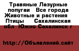 Травяные Лазурные попугаи - Все города Животные и растения » Птицы   . Сахалинская обл.,Южно-Сахалинск г.